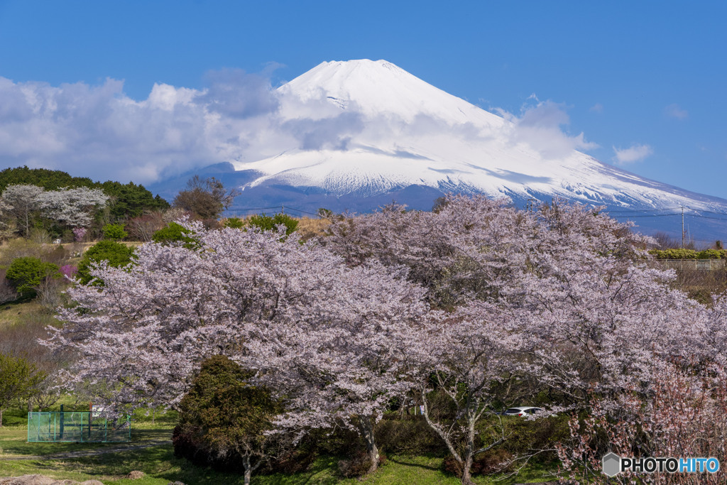 梅の里の桜