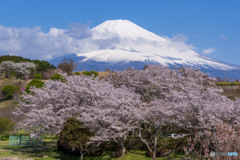 梅の里の桜