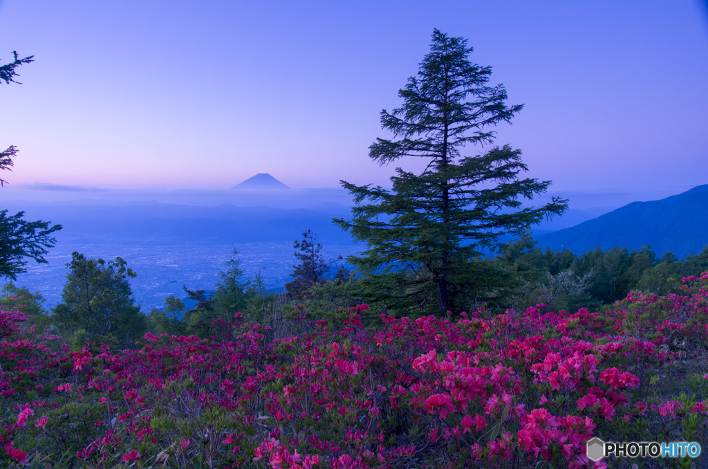 甘利山のツツジ