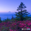 甘利山のツツジ