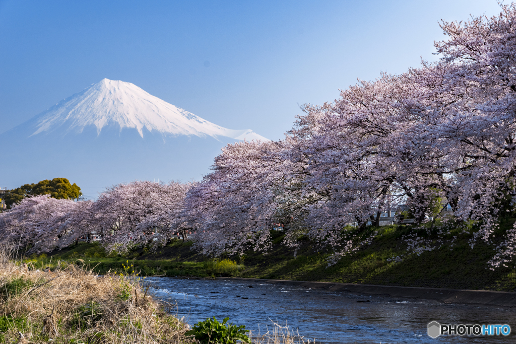 竜巖淵の桜