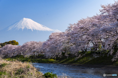 竜巖淵の桜