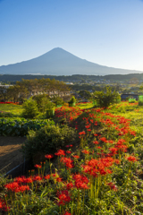 霊峰への紅ロード
