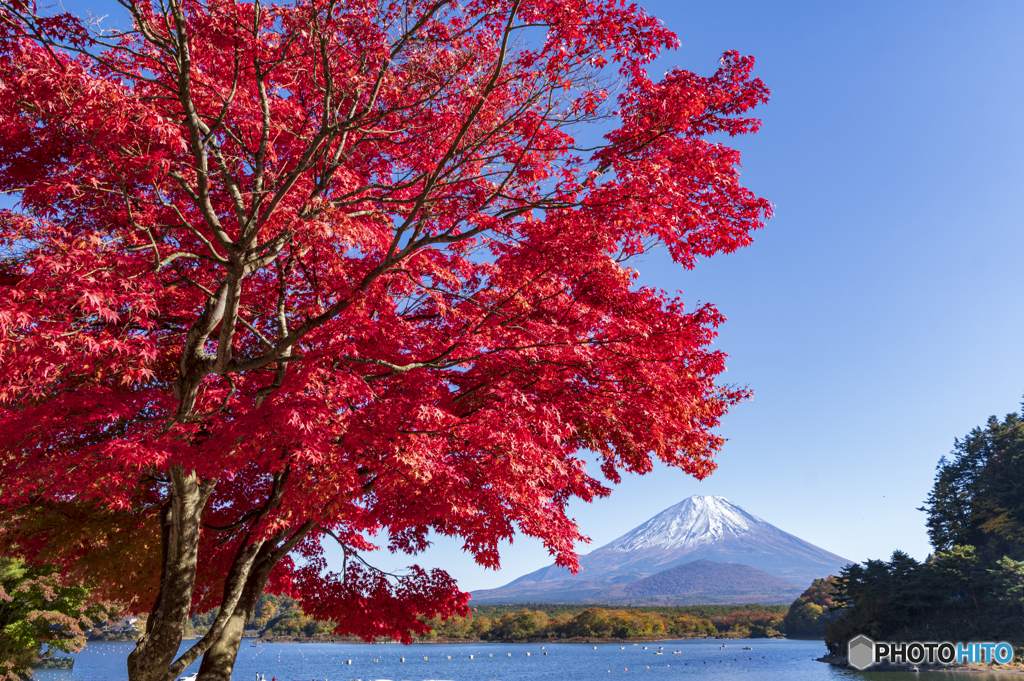 精進湖畔の紅葉