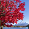 精進湖畔の紅葉