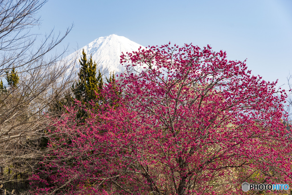 寒緋桜と富士山