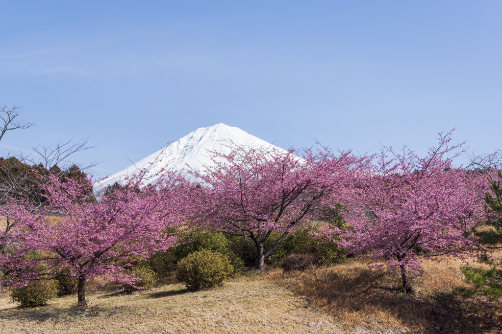 大石寺の河津桜