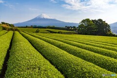 静岡の茶畑１