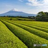 静岡の茶畑１
