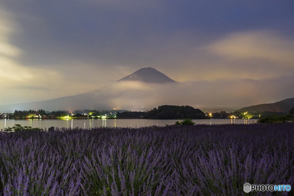 夜明け前のラベンダー