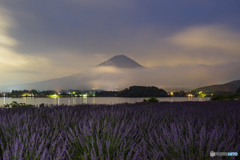 夜明け前のラベンダー