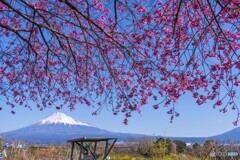 おかめ桜と富士山