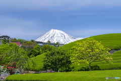 新緑の丘