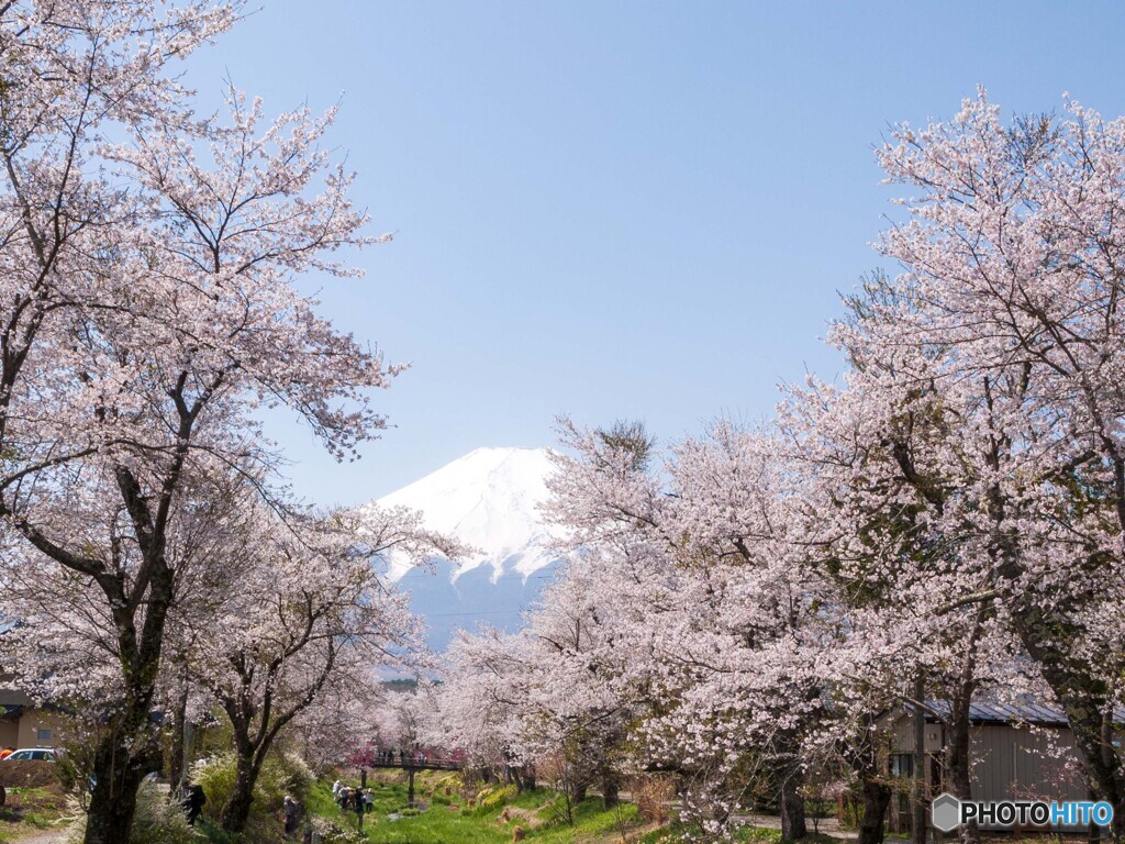 忍野村の春