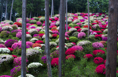 躑躅の庭園