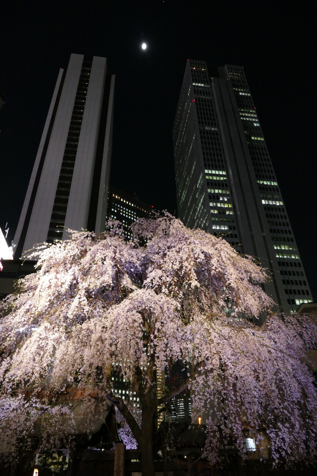 新宿桜