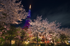過ぎゆく桜