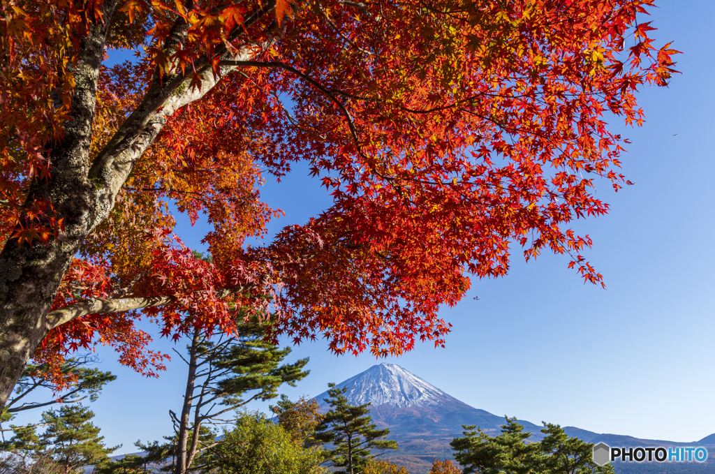 紅葉台の紅葉