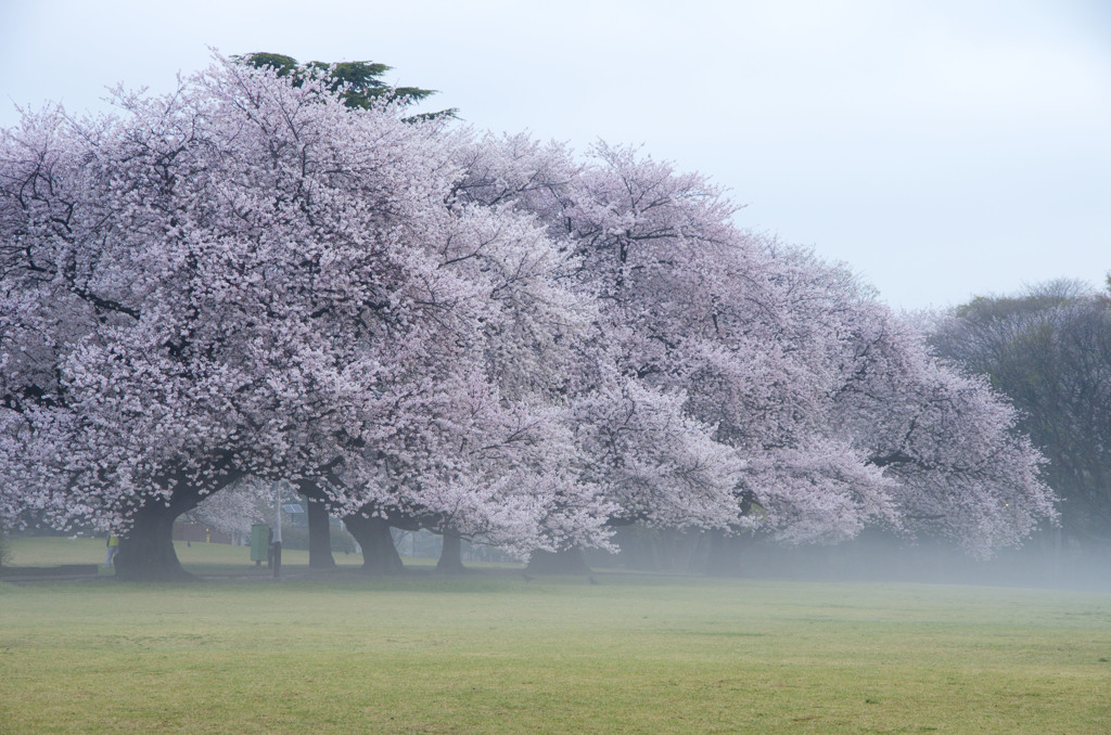 早朝桜