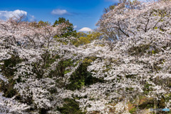 桜の先に