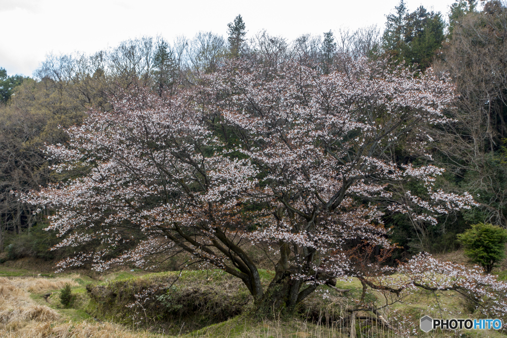 畦桜