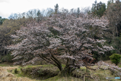 畦桜