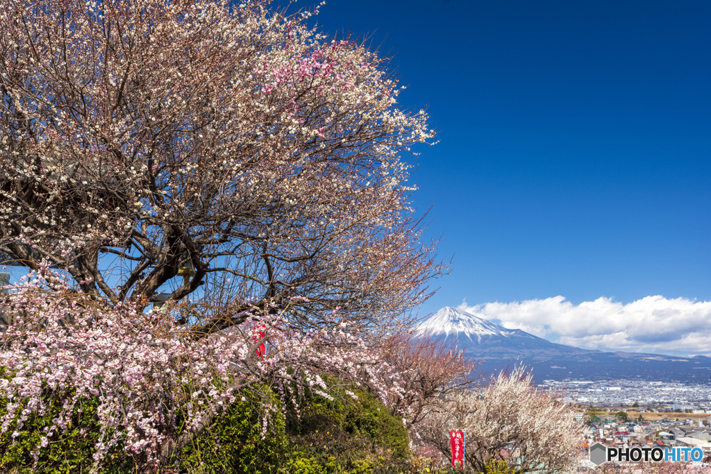 富士川梅園