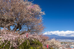 富士川梅園