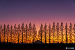 薄暮のシルエット