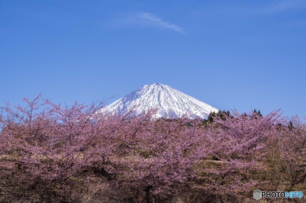 大石寺の桜