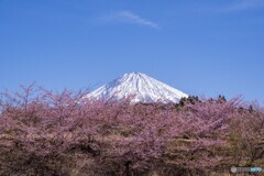 大石寺の桜
