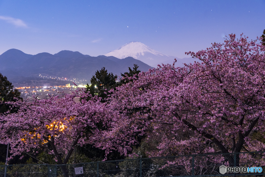 月夜の桜