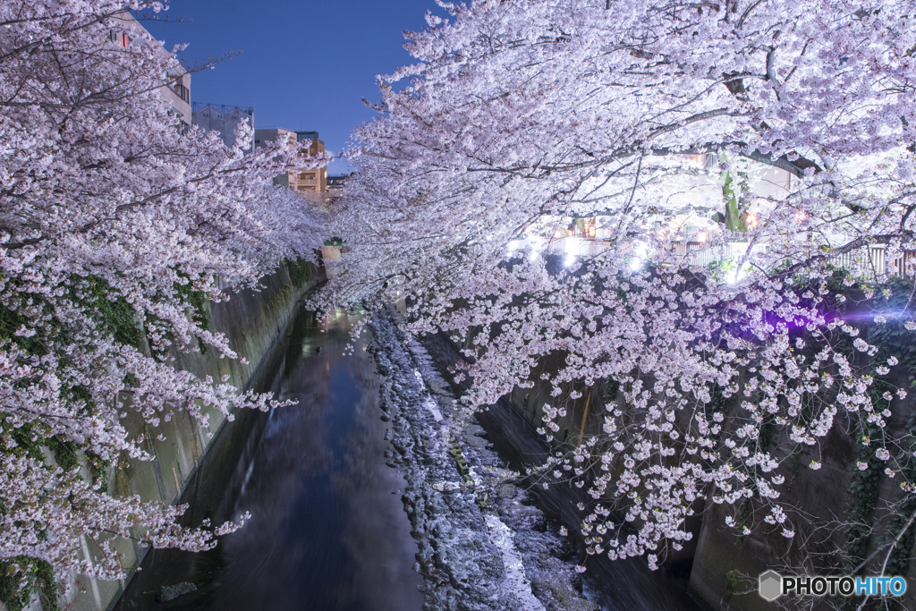 2017神田川 夜桜