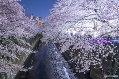 2017神田川 夜桜