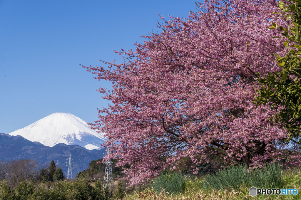 早咲き桜と富士山