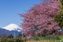 早咲き桜と富士山