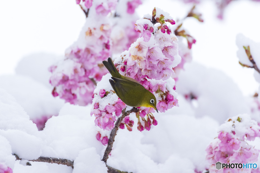 メジロと河津桜