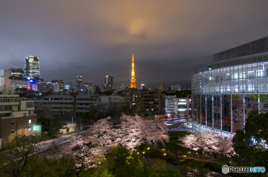 毛利庭園の桜