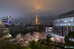 毛利庭園の桜