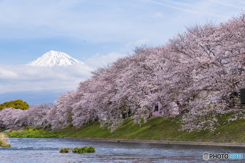 2022龍巖渕の桜並木