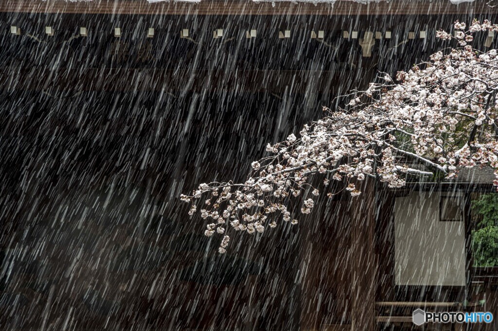 ミゾレに耐える春の花