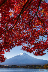 2025河口湖紅葉４