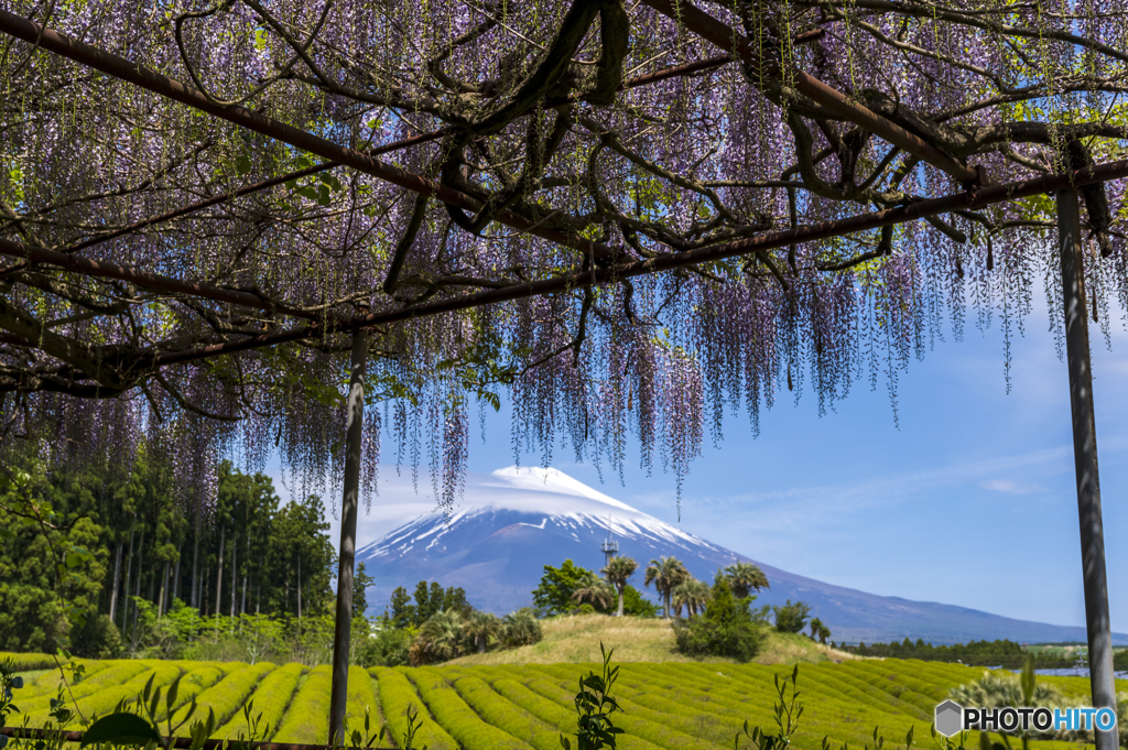 藤棚と富士山