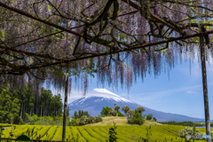 藤棚と富士山