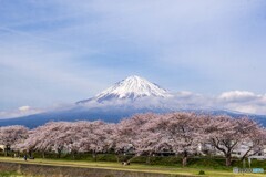 潤井川の桜