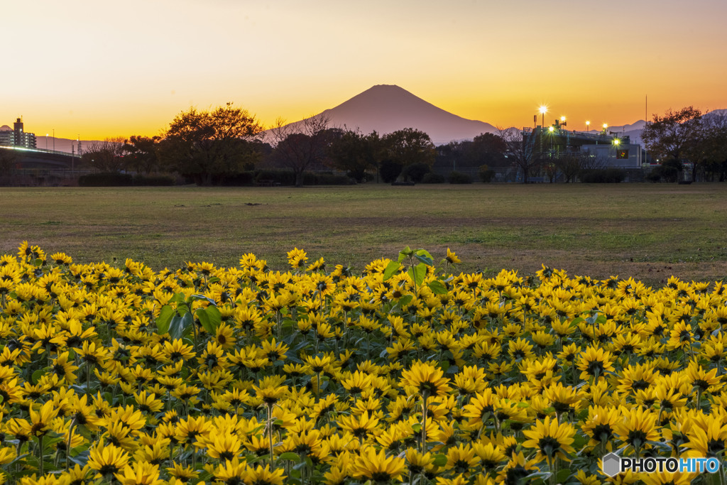 冬向日葵と富士山