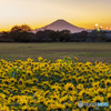 冬向日葵と富士山