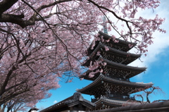 彼岸桜満開