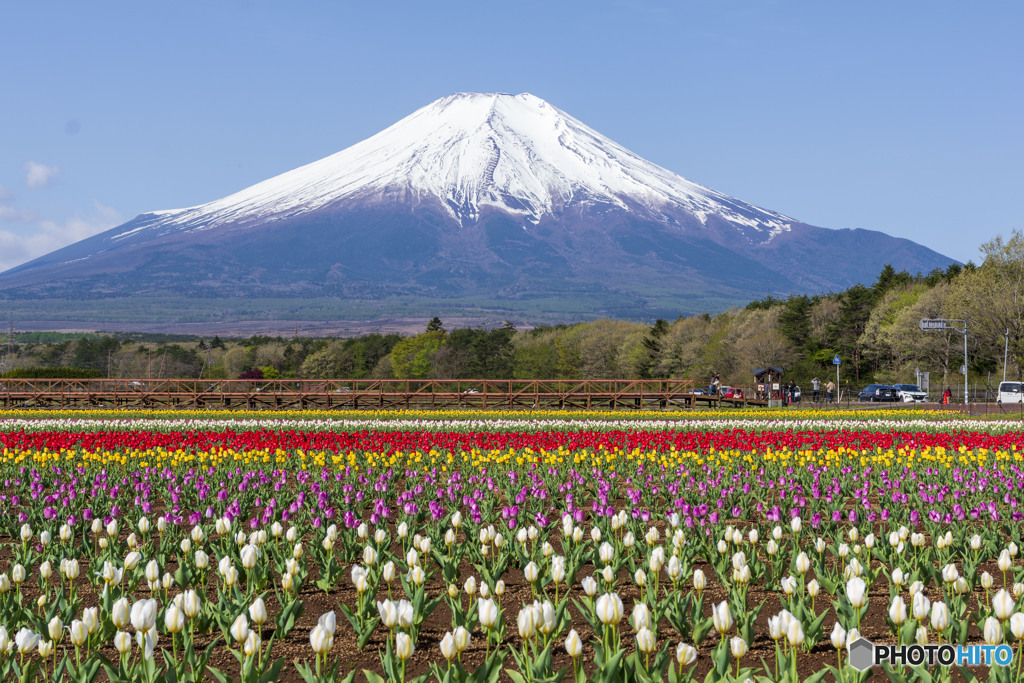 花の都公園のチューリップ２