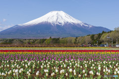 花の都公園のチューリップ２